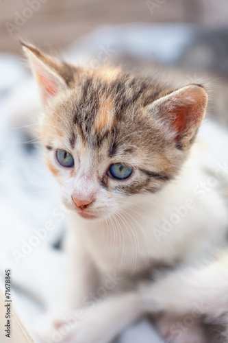 Sweet baby cat © Miroslava Arnaudova