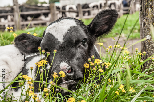 Calf lying down in the grass