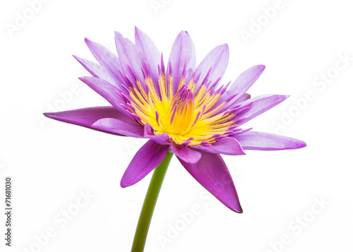 Purple water lily Isolated