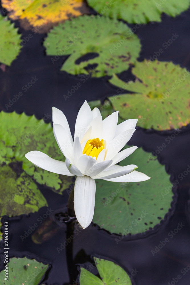 Water lilly, Lotus