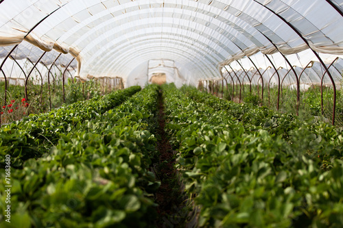 Culture in a greenhouse strawberry photo