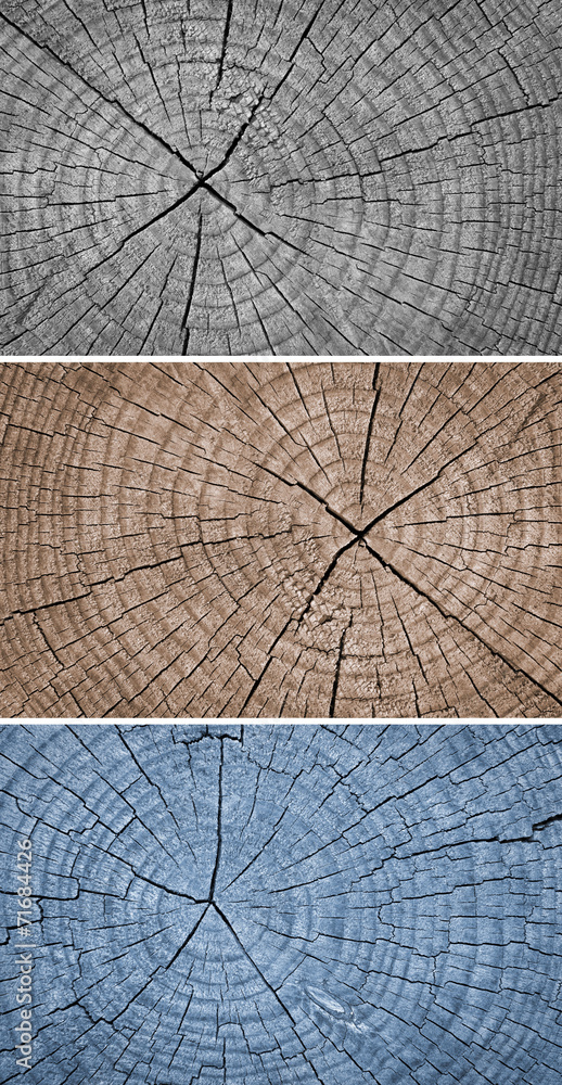 Fototapeta premium Cross section of tree trunk showing growth rings,texture