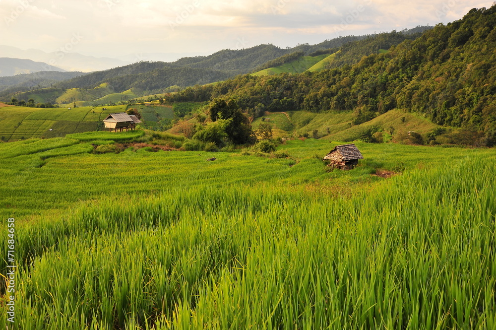 Rice Terraced Fields
