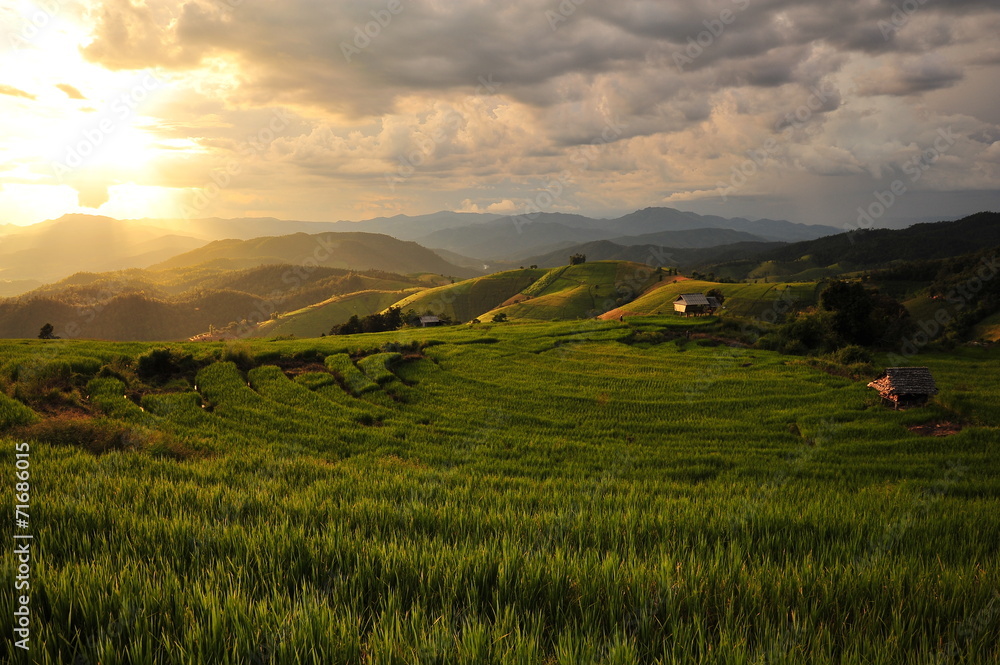 Rice Terraced Fields