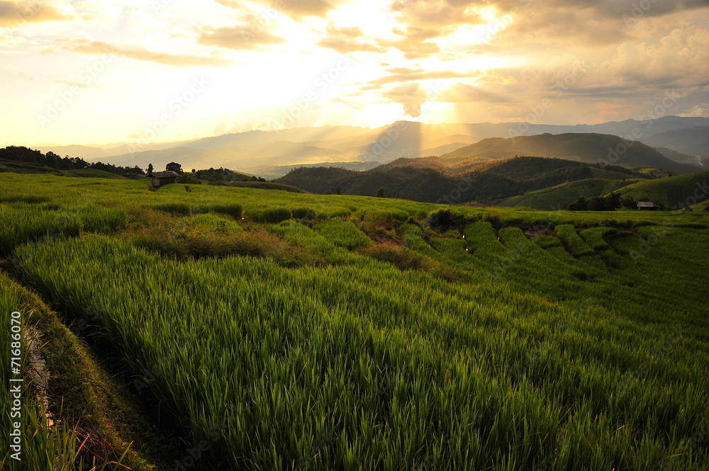 Rice Terraced Fields Rice Terraced Fields