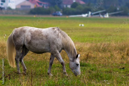 Pferd am Flugplatz © JEFs-FotoGalerie