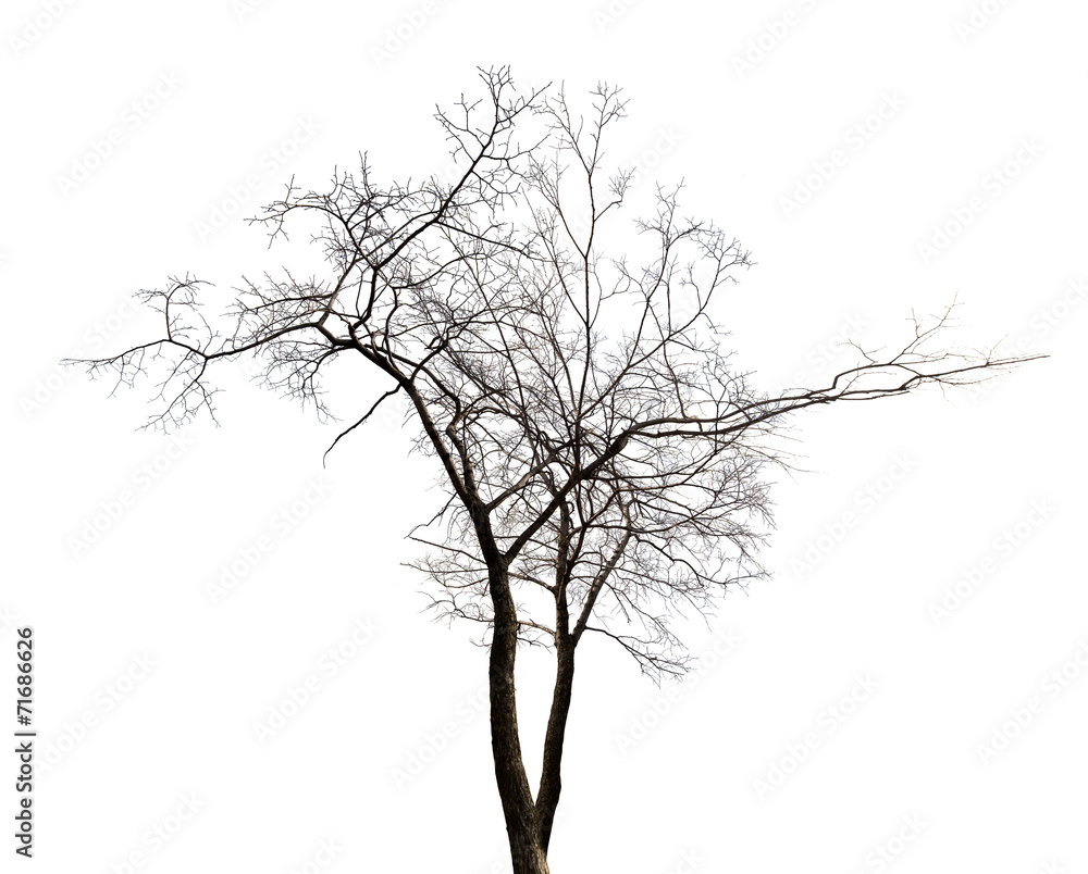 isolated winter twin bare tree - obrazy, fototapety, plakaty 