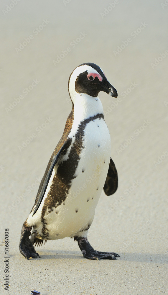 Fototapeta premium African penguin