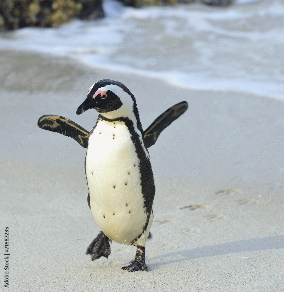 Naklejka premium African penguin