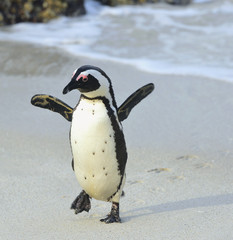 Fototapete Pinguin Afrikanischer Pinguin in natürlicher Pose  © Uryadnikov Sergey