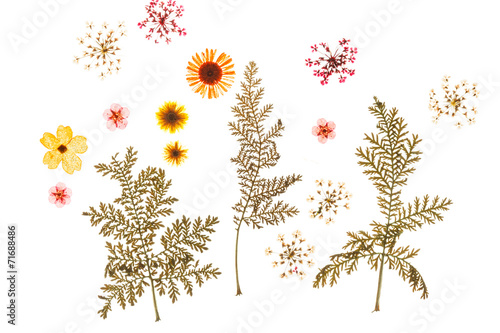 Fototapeta Naklejka Na Ścianę i Meble -  summer flowers