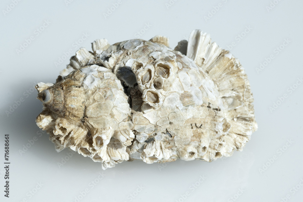 meeresschnecken; Astraea; undosa; meeresschnecken; Astraea; undosa;
