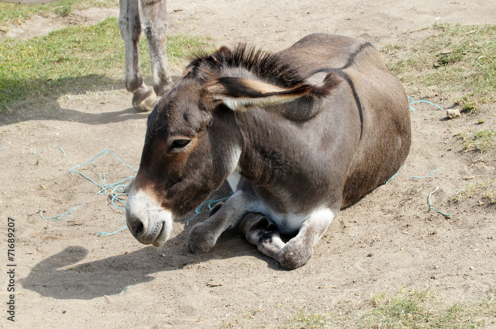 Fototapeta premium Petit âne gris - âne de Shrek
