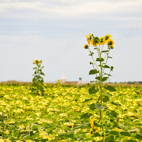 Sonnenblumen am Sonnenblumenfeld