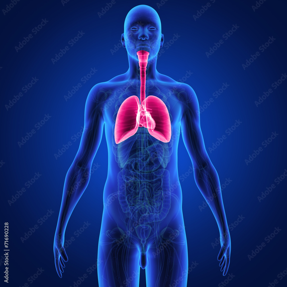 Naklejka premium Lungs