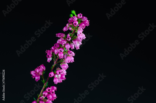 Obraz na plátně Heather flower detail at black background
