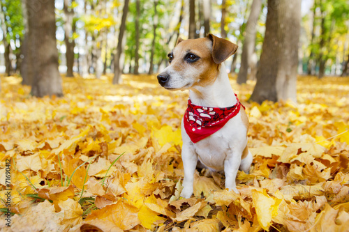 Cool dog walking golden autumn park