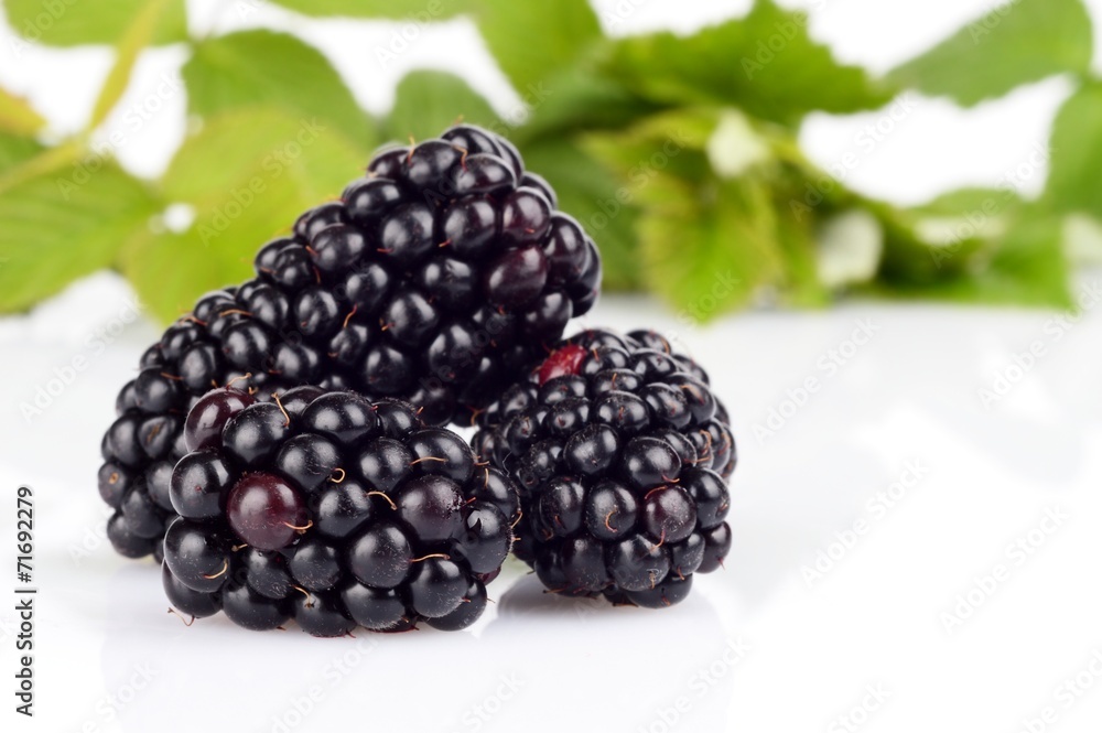 Studio shot three fresh blackberries with leaves in background Studio shot three fresh blackberries with leaves in background