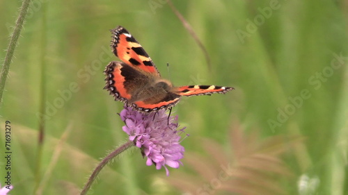 butterfy Small Tortoiseshell on pink flower in summer garden