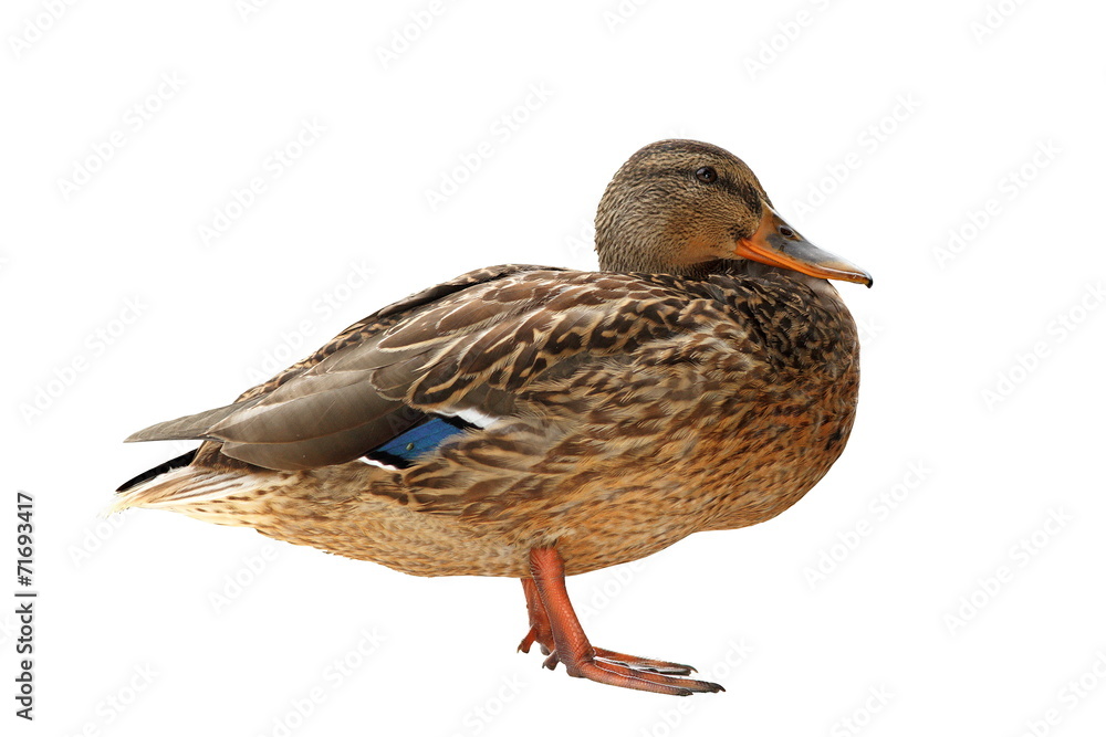 female mallard isolated over white