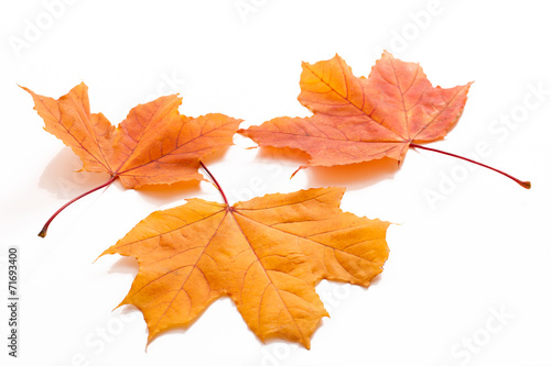 Autumn leaves isolated