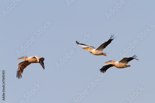great pelicans flying in formation
