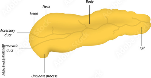 Anatomy of the Pancreas