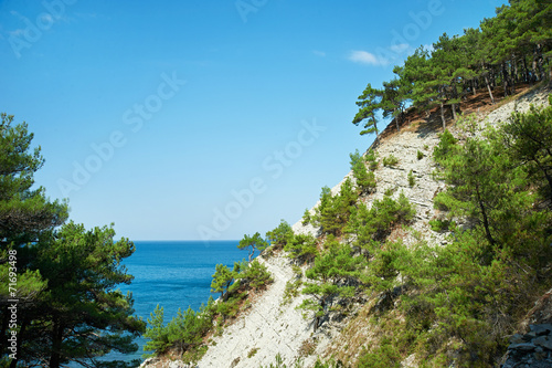Tree pine on rocks over sea