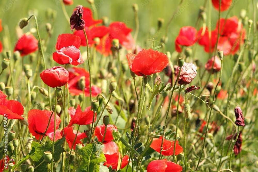 Fototapeta premium dzikie czerwone maki w polu