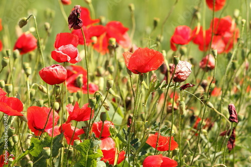 wild red poppies in the field