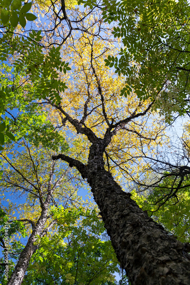 Fototapeta premium Autumn tree top