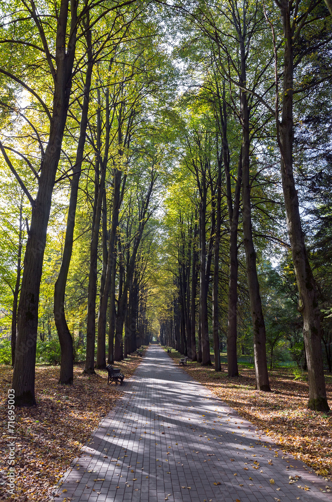 Fototapeta premium Autumn alley