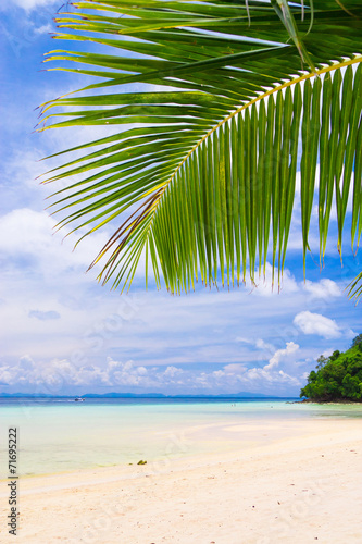 Jungle and Sea Idyllic Coast