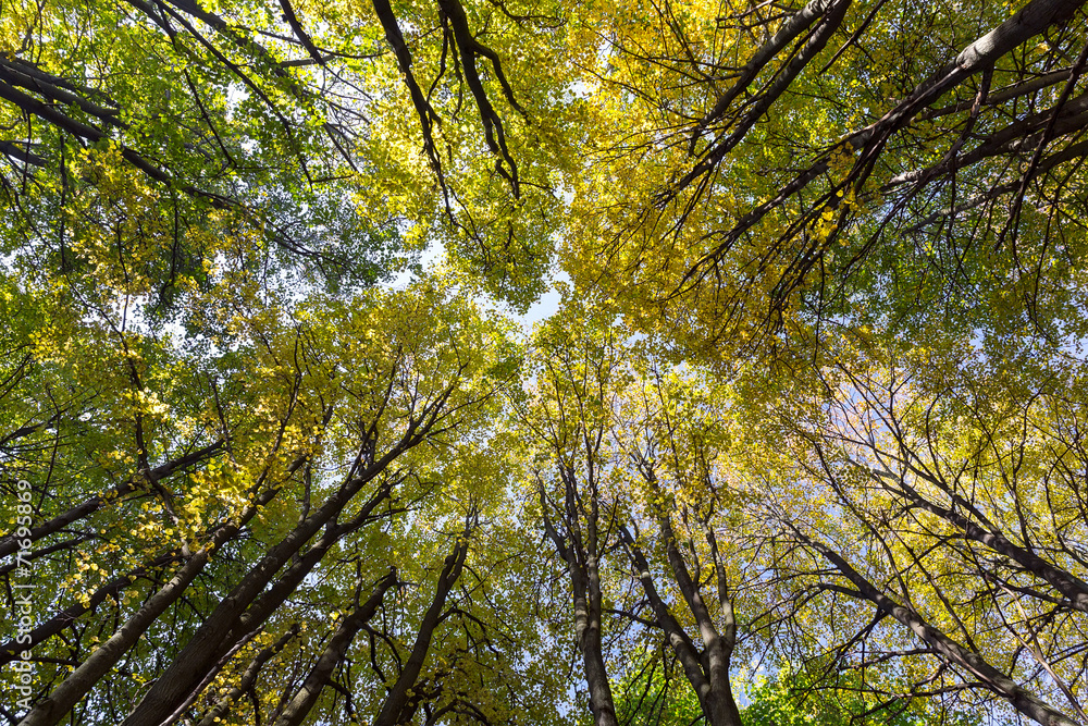 Obraz premium Top of autumn trees in forest