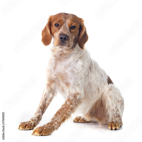 brittany spaniel