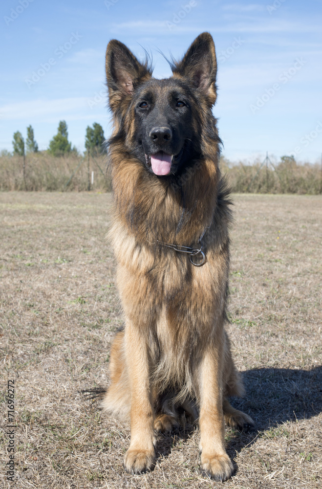 german shepherd