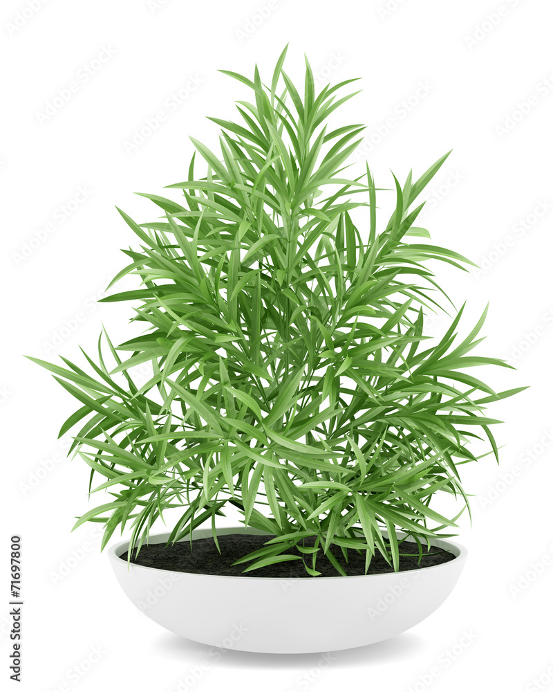 houseplant in pot isolated on white background houseplant in pot isolated on white background