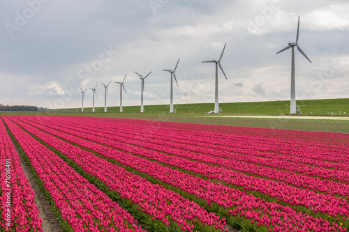Dutch tulip field with a long row of wind turbines