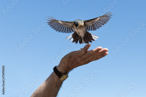 Little bird is picking peanuts from a male hand