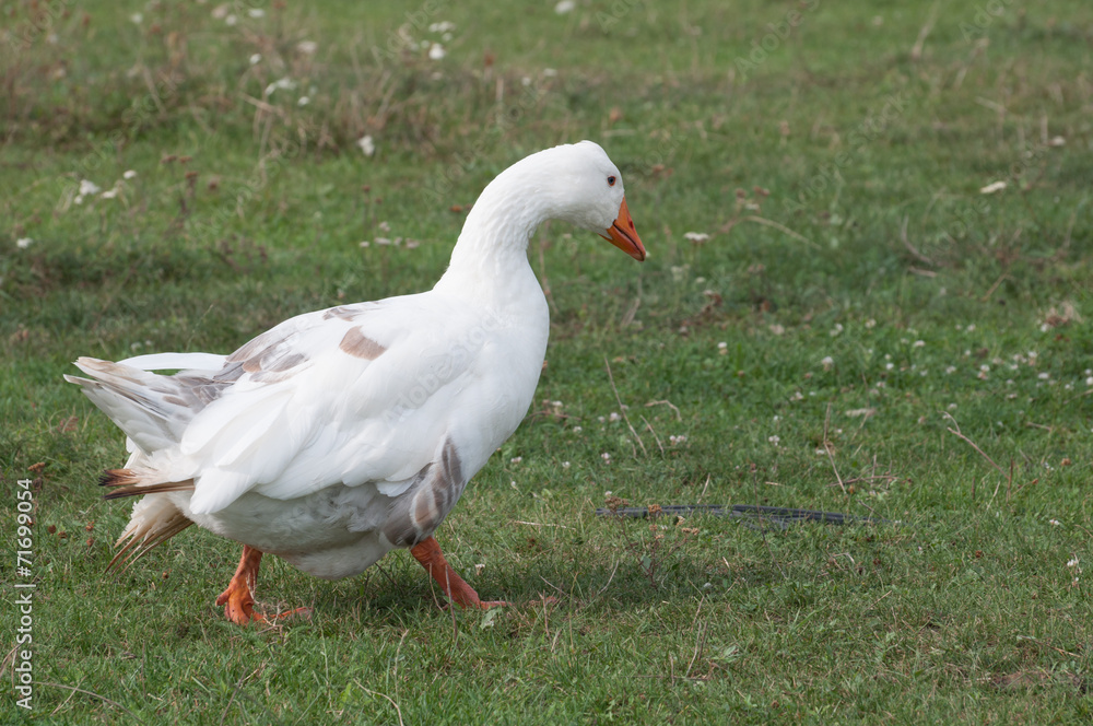 goose at a farm going to the right goose at a farm going to the right