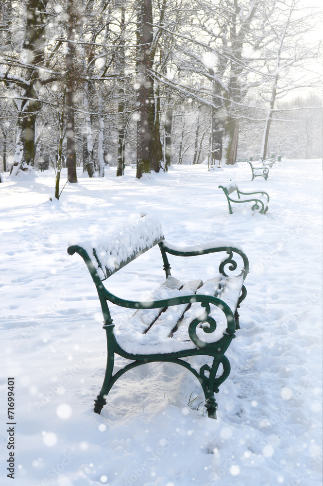 Benches in the park. Winter landscape