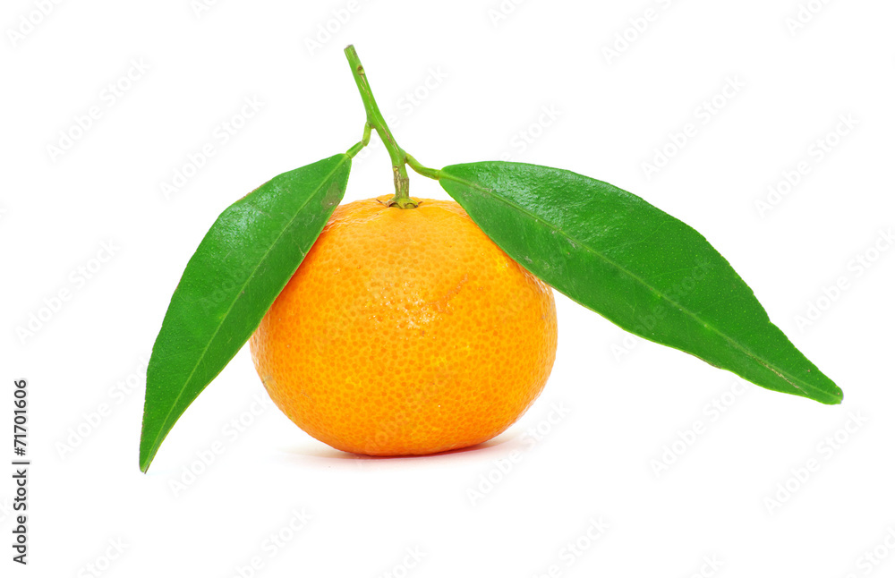 tangerine tangerine