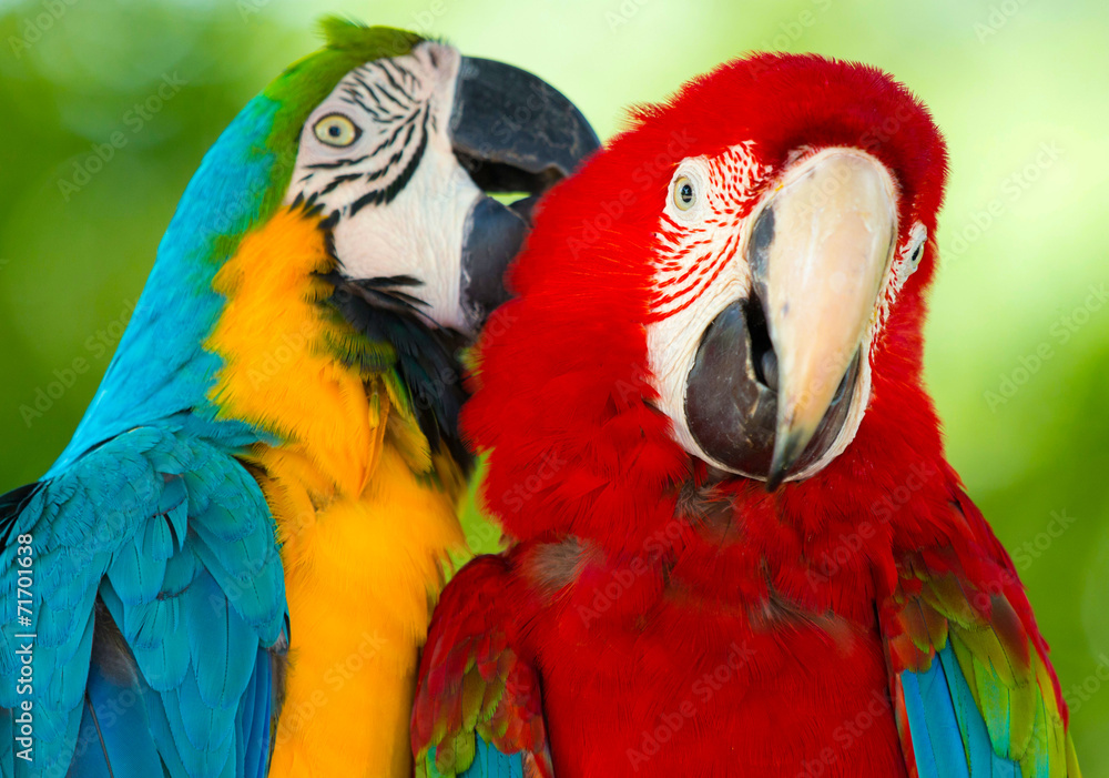 Fototapeta premium parrots