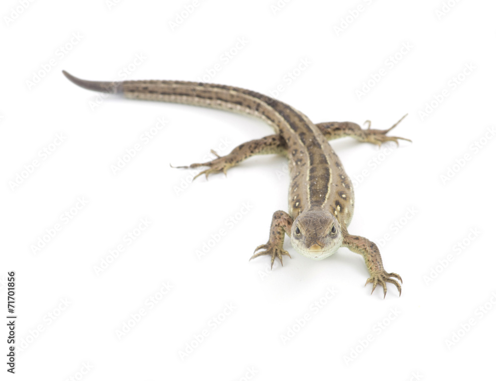 Fototapeta premium lizard