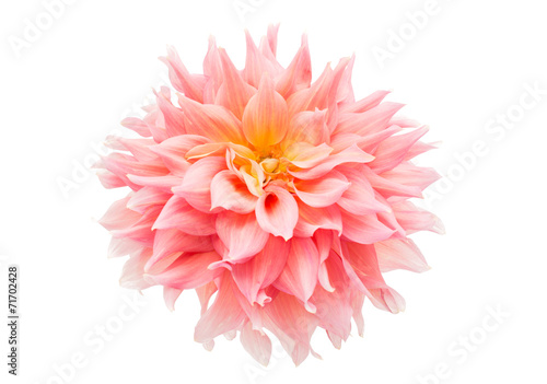 Fototapeta Naklejka Na Ścianę i Meble -  pink dahlia
