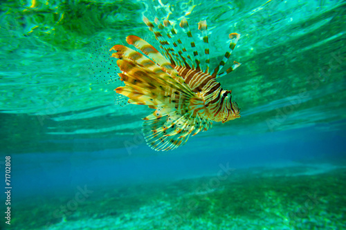 Lion fish © Pakhnyushchyy