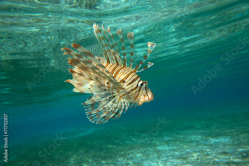 Lion Fish © Pakhnyushchyy