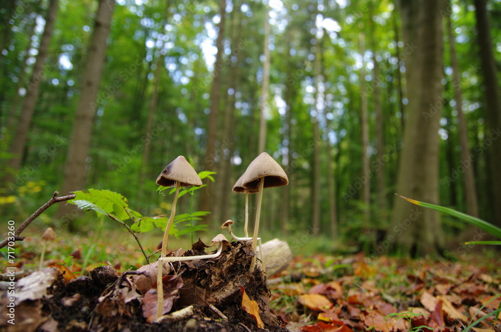 Fototapeta premium Zierliche Waldpilze 4