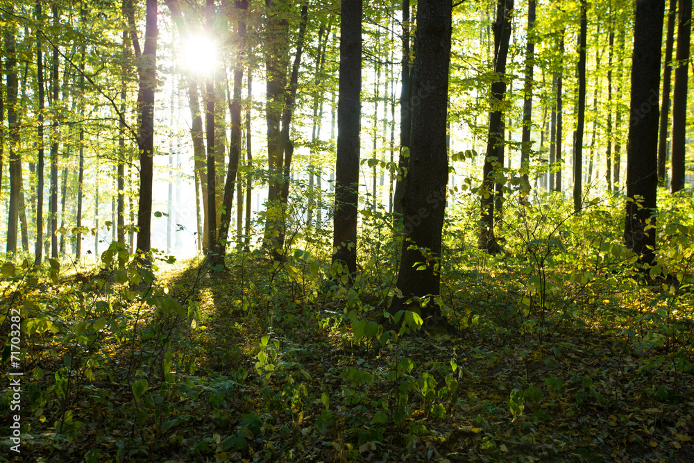 Obraz premium forest