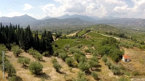 Olive trees and Vineyards in Koutsi Nemea's Greece
